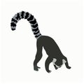 Vector stock illustration of a lemur. Ring-tailed striped funny lazy exotic Madagascar lemur. Royalty Free Stock Photo