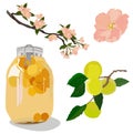 Vector stock illustration of plum wine. Japanese alcohol made of plums. Set Bank in compote, apricot fruit, flowering tree Royalty Free Stock Photo