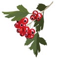 Vector stock illustration of a Rowan tree. Red autumn berries close-up on a branch. Green leaf. Royalty Free Stock Photo