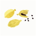 Vector stock illustration of spicy cardamom, grain seeds in close-up isolated on a white background.