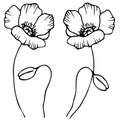 2520 poppies, vector stock illustration, stylized poppy flower in black and white, ornament for tattoo, isolate on a white backgro Royalty Free Stock Photo