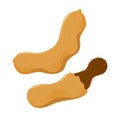 Vector Stock of Tamarind Fruit