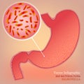 Vector Stomach Image