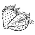 Vector strawberries sketch line art composition, hand drawn botanical outline illustration. Monochrome drawing. Isolated design Royalty Free Stock Photo