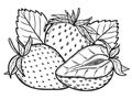 Vector strawberries sketch line art composition, hand drawn botanical outline illustration. Monochrome drawing. Isolated design Royalty Free Stock Photo