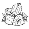 Vector strawberries sketch line art composition, hand drawn botanical outline illustration. Monochrome drawing. Isolated design Royalty Free Stock Photo