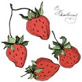 Vector Strawberry fruits. Green leaf. Red and green engraved ink art. Isolated strawberry illustration element. Royalty Free Stock Photo