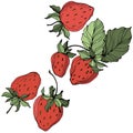 Vector Strawberry fruits. Green leaf. Red and green engraved ink art. Isolated strawberry illustration element. Royalty Free Stock Photo