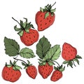 Vector Strawberry fruits. Green leaf. Red and green engraved ink art. Isolated strawberry illustration element. Royalty Free Stock Photo