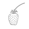 Vector strawberry sketch. Hand drawn single berry outline black and white illustration. Plant element isolated on white background Royalty Free Stock Photo