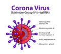 031_Vector structure Novel Coronavirus 2019 nCoV Internal Components Illustrated