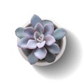 Vector succulent echeveria5