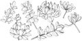 Vector Succulent floral botanical flower. Black and white engraved ink art. Isolated succulents illustration element.