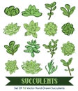 Vector Succulents Hand Drawn 16 Set Seamless