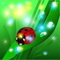 Vector summer illustration with the glare of the sun, ladybug, grass and shine