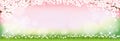 Vector summer nature background with cute tiny daisy flowers and green grass fields. Spring background with cherry blossom border Royalty Free Stock Photo
