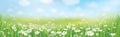 Vector daisy flowers field. Royalty Free Stock Photo