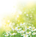 Vector summer, nature background. Daisy flowers.