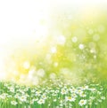 Vector summer, nature background. Daisy flowers in sunshine.