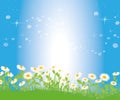 Vector summer nature background, white chamomiles field Royalty Free Stock Photo