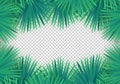 Vector Summer palm leaves on transparent background. Trendy tropical frame Royalty Free Stock Photo