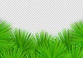 Vector Summer palm leaves on transparent background. Trendy tropical frame Royalty Free Stock Photo