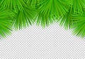 Vector Summer palm leaves on transparent background. Trendy tropical frame Royalty Free Stock Photo