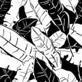 Vector summer seamless pattern with monochrome banana palm leaves. Tropical leaves, floral black and white background. Royalty Free Stock Photo