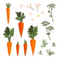 Vector summer set with carrots, flowers and leaves isolated on white background.