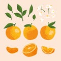 Vector summer set with oranges and flowers isolated on background