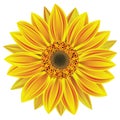 vector sunflower