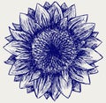 Vector sunflower