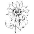 Vector Sunflower floral botanical flower. Black and white engraved ink art. Isolated sunflower illustration element. Royalty Free Stock Photo