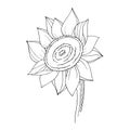 Vector Sunflower floral botanical flower. Black and white engraved ink art. Isolated sunflowers illustration element. Royalty Free Stock Photo