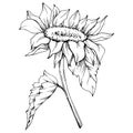 Vector Sunflower floral botanical flower. Black and white engraved ink art. Isolated sunflower illustration element. Royalty Free Stock Photo