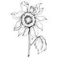 Vector Sunflower floral botanical flower. Black and white engraved ink art. Isolated sunflower illustration element.