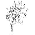 Vector Sunflower floral botanical flower. Black and white engraved ink art. Isolated sunflower illustration element. Royalty Free Stock Photo