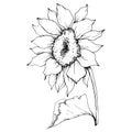 Vector Sunflower floral botanical flower. Black and white engraved ink art. Isolated sunflower illustration element. Royalty Free Stock Photo