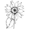 Vector Sunflower floral botanical flower. Black and white engraved ink art. Isolated sunflower illustration element. Royalty Free Stock Photo