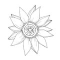 Vector Sunflower floral botanical flower. Black and white engraved ink art. Isolated sunflowers illustration element. Royalty Free Stock Photo