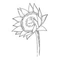 Vector Sunflower floral botanical flower. Black and white engraved ink art. Isolated sunflowers illustration element. Royalty Free Stock Photo