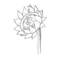 Vector Sunflower floral botanical flower. Black and white engraved ink art. Isolated sunflowers illustration element. Royalty Free Stock Photo