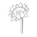 Vector Sunflower floral botanical flower. Black and white engraved ink art. Isolated sunflowers illustration element. Royalty Free Stock Photo