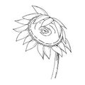 Vector Sunflower floral botanical flower. Black and white engraved ink art. Isolated sunflowers illustration element. Royalty Free Stock Photo