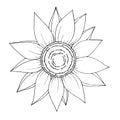 Vector Sunflower floral botanical flower. Black and white engraved ink art. Isolated sunflowers illustration element. Royalty Free Stock Photo