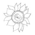 Vector Sunflower floral botanical flower. Black and white engraved ink art. Isolated sunflowers illustration element. Royalty Free Stock Photo