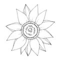 Vector Sunflower floral botanical flower. Black and white engraved ink art. Isolated sunflowers illustration element. Royalty Free Stock Photo