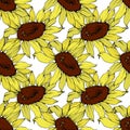 Vector Sunflower floral botanical flower. Yellow and brown engraved ink art. Seamless background pattern.