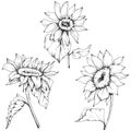 Vector Sunflower floral botanical flowers. Black and white engraved ink art. Isolated sunflower illustration element. Royalty Free Stock Photo