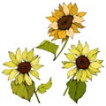 Vector Sunflower floral botanical flowers. Yellow and green engraved ink art. Isolated sunflower illustration element.